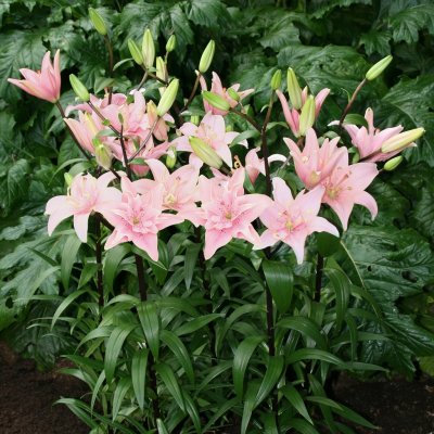 Lilium hybr. Elodie, Asiatisk Lilja, P11cm