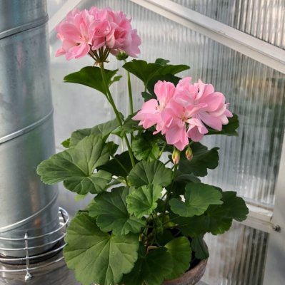 Dvärgpelargon Emma Hössler, kruka