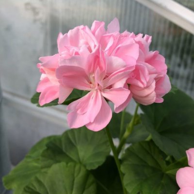 Dvärgpelargon Emma Hössler, kruka