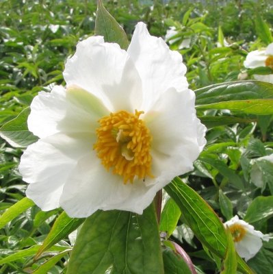 Paeonia emodi Late Windflower, Näckrospion, C3