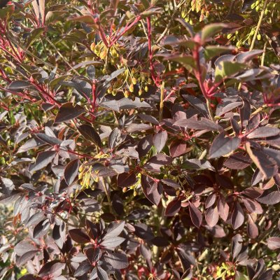 Enkianthus campanulatus, Klockbuske