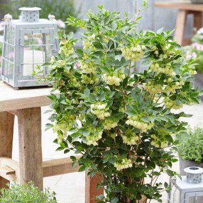 Enkianthus campanulatus Pretty Coat ®, Klockbuske, 40-50 C3