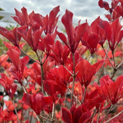 Enkianthus campanulatus Pretty Coat ®