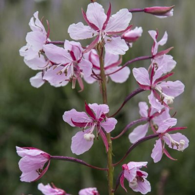 Epilobium angustifolium Stahl Rose, Rallarros