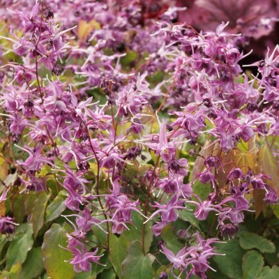 Epimedium grandiflorum Lilafee, Japansk Sockblomma, P9cm