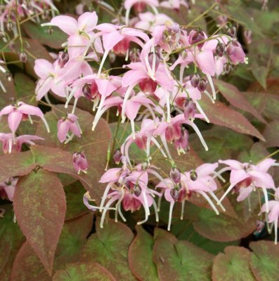 Epimedium grandiflorum Pretty in Pink, Japansk Sockblomma