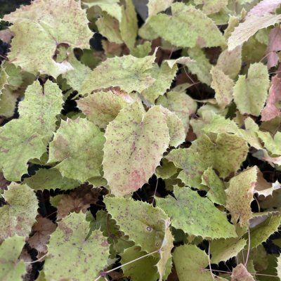 Epimedium stellulatum Long Leaf Form