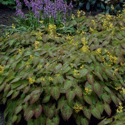 Epimedium x perralchicum Frohnleiten, Taggig Sockblomma, C11cm