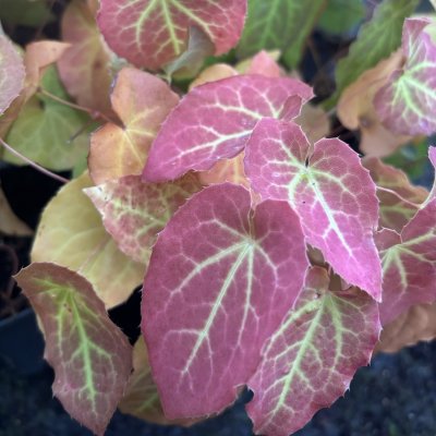 Epimedium x perralchicum Frohnleiten