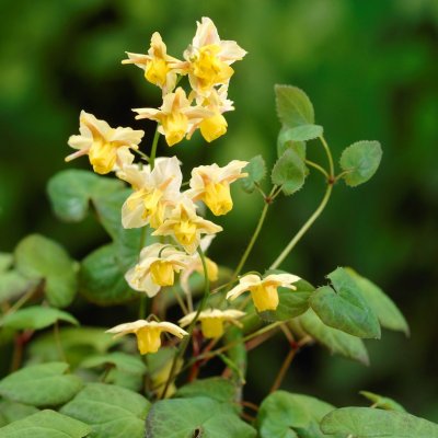 Epimedium versicolor Sulphureum, Blekgul Sockblomma, P9cm