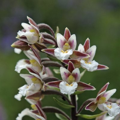 Epipactis palustris, Kärrknipprot