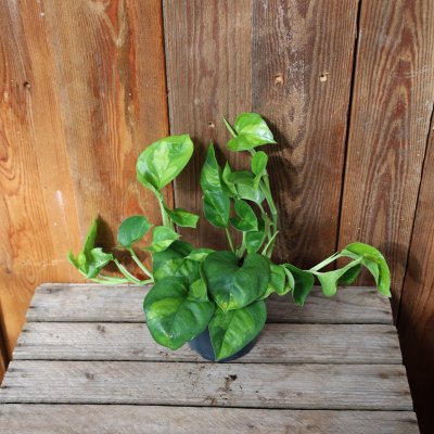 Epipremnum pinnatum Global Green