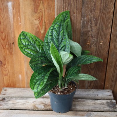 Epipremnum pinnatum Marble Planet