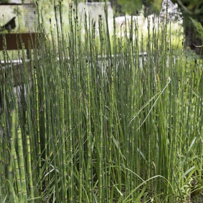 Equisetum hyemale