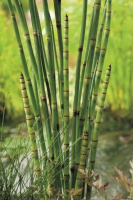 Equisetum japonicum, Fräken, P9cm