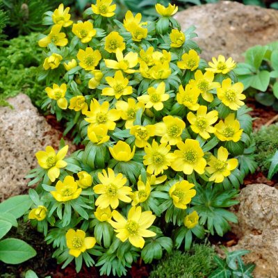 Vintergäck Turkisk Eranthis cilicica 10st