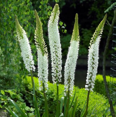 Eremurus himalaicus, Vit Stäpplilja, SQ3