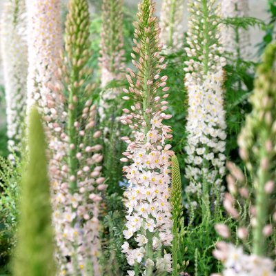 Eremurus robustus Jättestäpplilja 1st