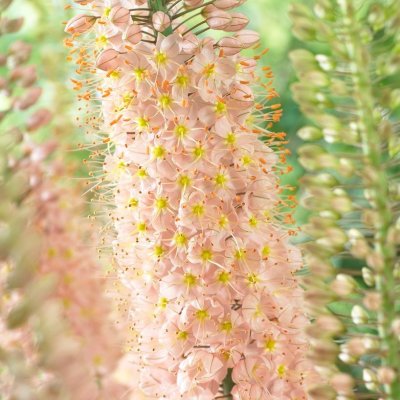 Eremurus x isabellinus Romance Stäpplilja 1st