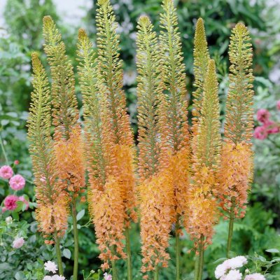 Eremurus x isabellinus Cleopatra Stäpplilja 1st