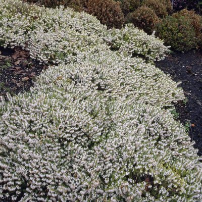 Erica carnea Springwood White, Vårljung