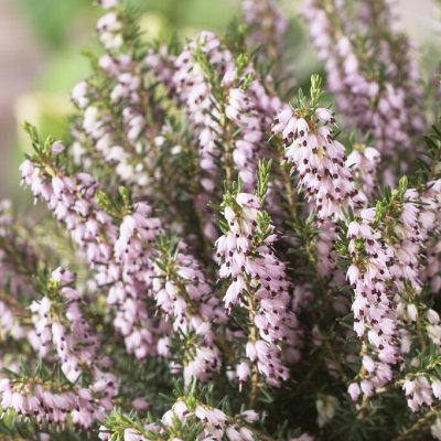 Erica x darleyensis Ghost Hills, Darleyljung