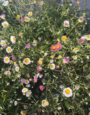 Erigeron karvinskianus, Murbinka