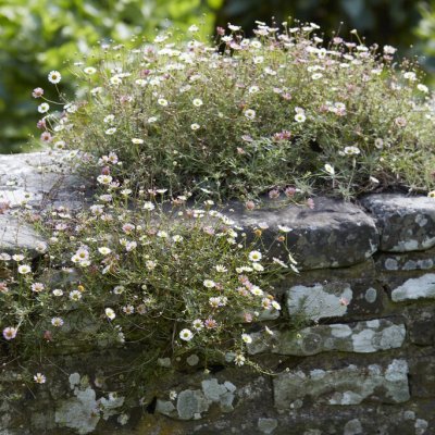 Erigeron karvinskianus, Murbinka