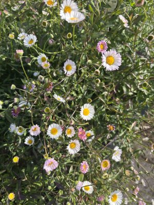 Erigeron karvinskianus, Murbinka