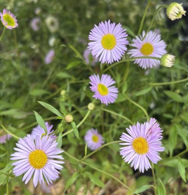 Erigeron karvinskianus Lavender Lady, Murbinka