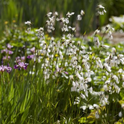 Eriophorum latifolium