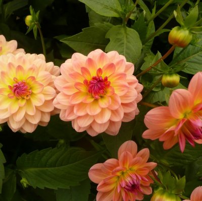 Dahlia Dekorativ Erna Panzer 1st