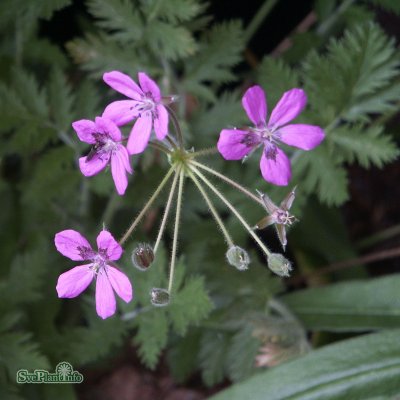Erodium manescavii, Bergnäva, P9cm