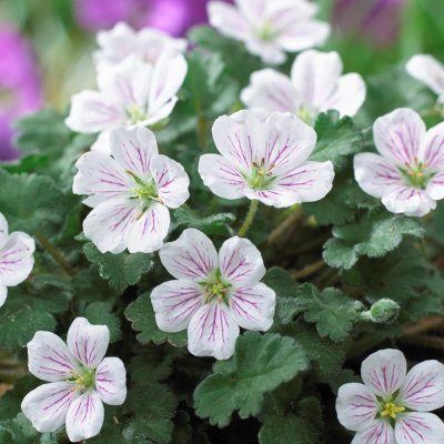Erodium reichardii Album, Balearnäva, P9cm
