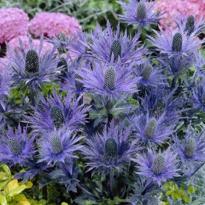 Eryngium alpinum, Alpmartorn, P9cm
