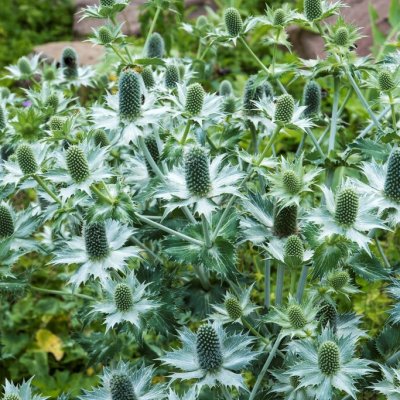 Eryngium giganteum, Silvermartorn