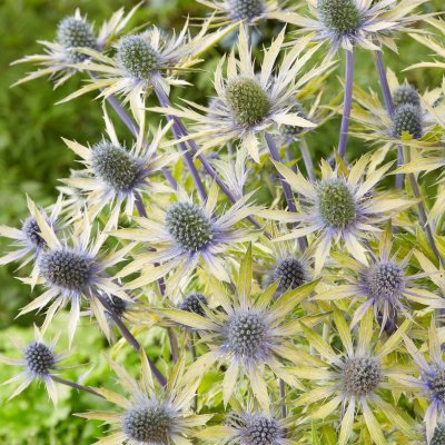 Eryngium x zabelii Neptune´s Gold ©, Praktmartorn, P9cm