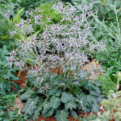 Eryngium variifolium, Atlasmartorn, P9cm
