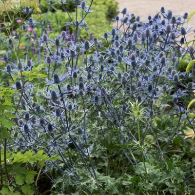Eryngium x zabelii Big Blue ® (Myersblue), Praktmartorn, SQ1