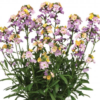 Erysimum linifolium Cheers™ Sun-kissed Amethyst