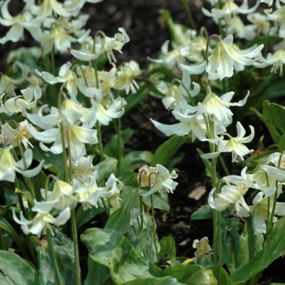 Erythronium oregonum, Vit Hundtandslilja, P9cm