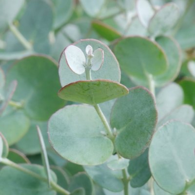 Eucalyptus gunnii Azura ®