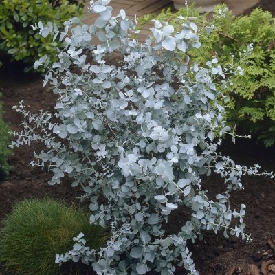 Eucalyptus gunnii, Silvereukalyptus