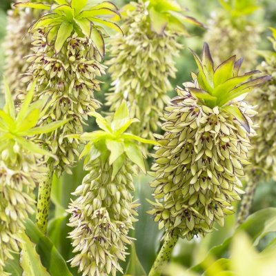 Tofslilja Eucomis bicolor 1st