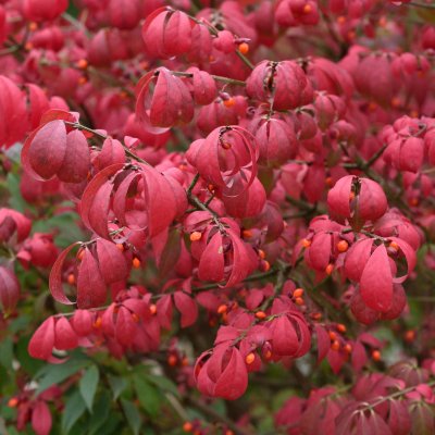 Euonymus alatus Compactus, Vingad Benved, 120 stam C12