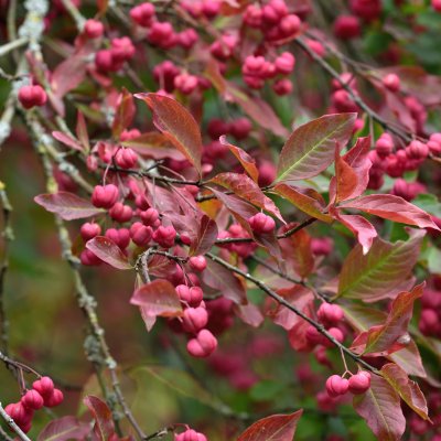 Euonymus europaeus, Benved, 80-100 C7,5