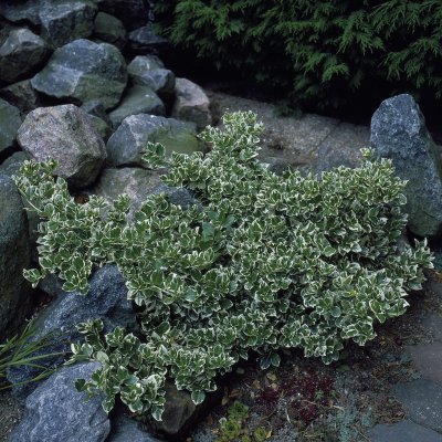 Euonymus fortunei Emerald´n Gaiety, Silverbenved