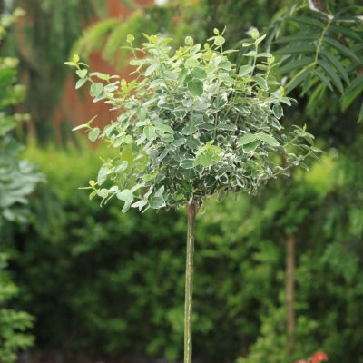 Euonymus fortunei Emerald´n Gaiety, Silverbenved, 80 stam C4