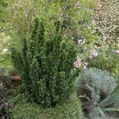 Euonymus japonicus Benkomasaki (Green Rocket)