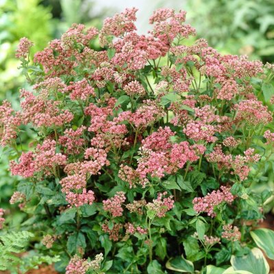 Eupatorium cannabinum Flore Pleno (Plenum), Hampflockel, P9cm